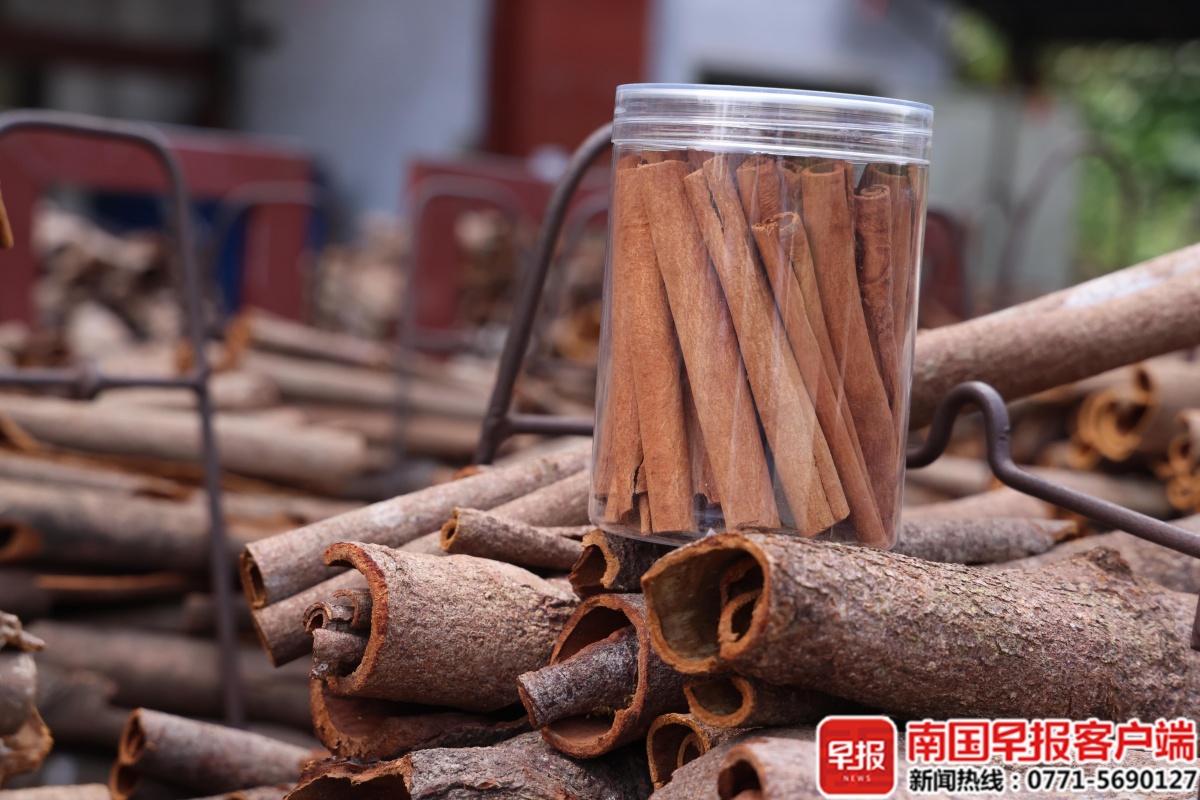 廣西的樹皮，如何躍入海外電子供應(yīng)鏈？
